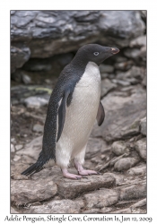 Adelie Penguin