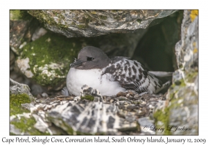 Cape Petrel