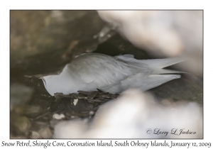 Snow Petrel