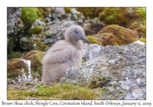 Brown Skua, chick