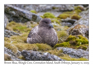 Brown Skua