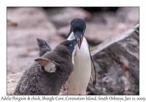 Adelie Penguin & juvenile