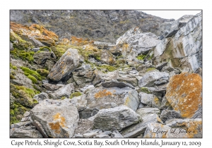 Cape Petrels