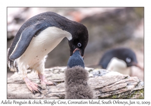 Adelie Penguin & juvenile