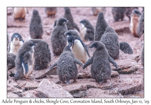 Adelie Penguin & juveniles