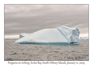 Penguins on Iceberg