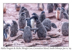 Adelie Penguin & juveniles