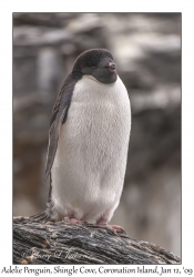 Adelie Penguin