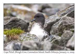 Cape Petrel