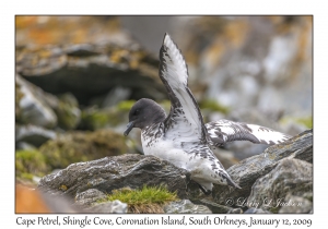 Cape Petrel