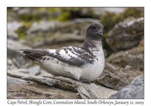 Cape Petrel