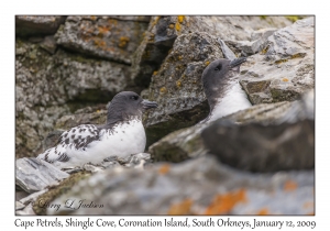 Cape Petrels