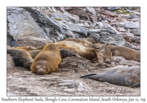 Southern Elephant Seals