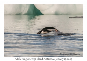 Adelie Penguin