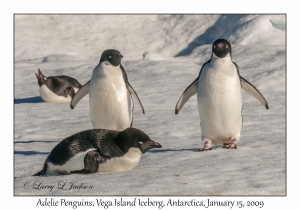 Adelie Penguins