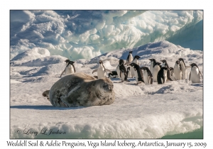 Weddell Seal