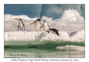 Adelie Penguins