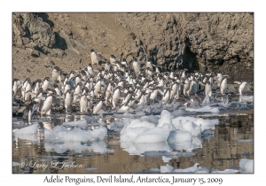 Adelie Penguins