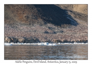 Adelie Penguins