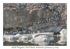 Adelie Penguins