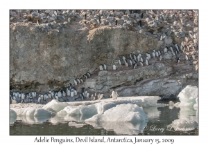 Adelie Penguins