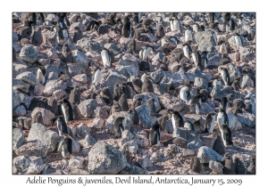 Adelie Penguins & juveniles