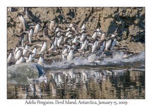 Adelie Penguins