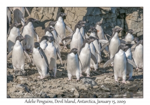 Adelie Penguins