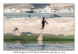 Adelie Penguins