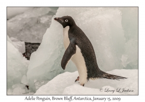 Adelie Penguin