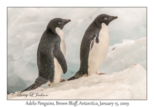 Adelie Penguins