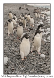 Adelie Penguins