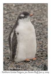 Southern Gentoo Chick