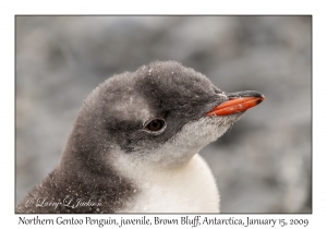 Southern Gentoo Chick