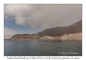 Paulet Island Rookery