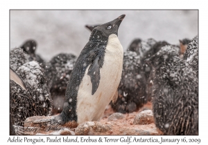 Adelie Penguin