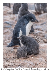 Adelie Penguin & juveniles