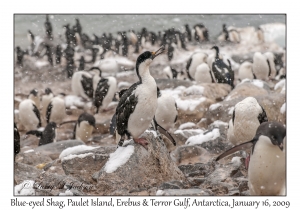 Blue-eyed Shag