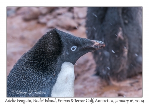 Adelie Penguin