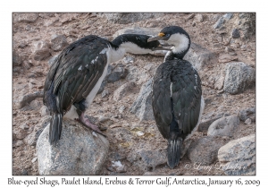 Blue-eyed Shags