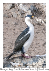 Blue-eyed Shag