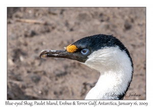 Blue-eyed Shag