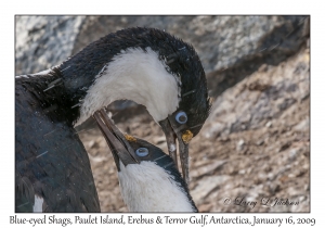 Blue-eyed Shags