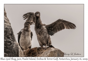 Blue-eyed Shag juveniles