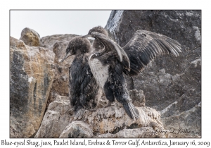 Blue-eyed Shag juveniles