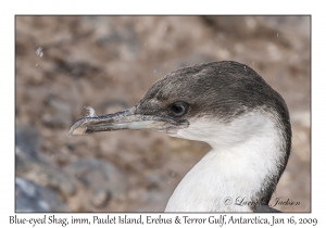 Blue-eyed Shag immature