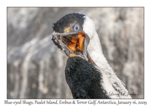 Blue-eyed Shags