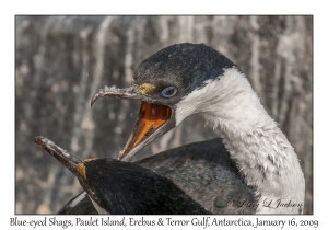 Blue-eyed Shags