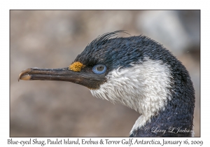 Blue-eyed Shag