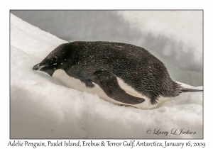 Adelie Penguin